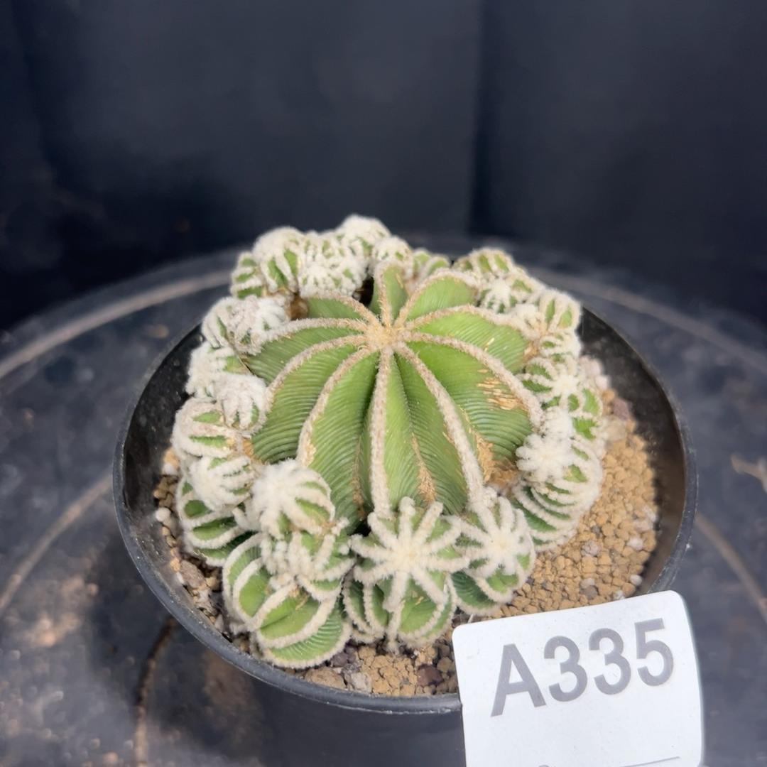 4-10cm Aztekium hintonii