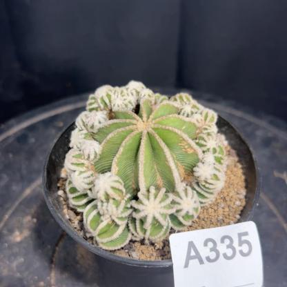 4-10cm Aztekium hintonii