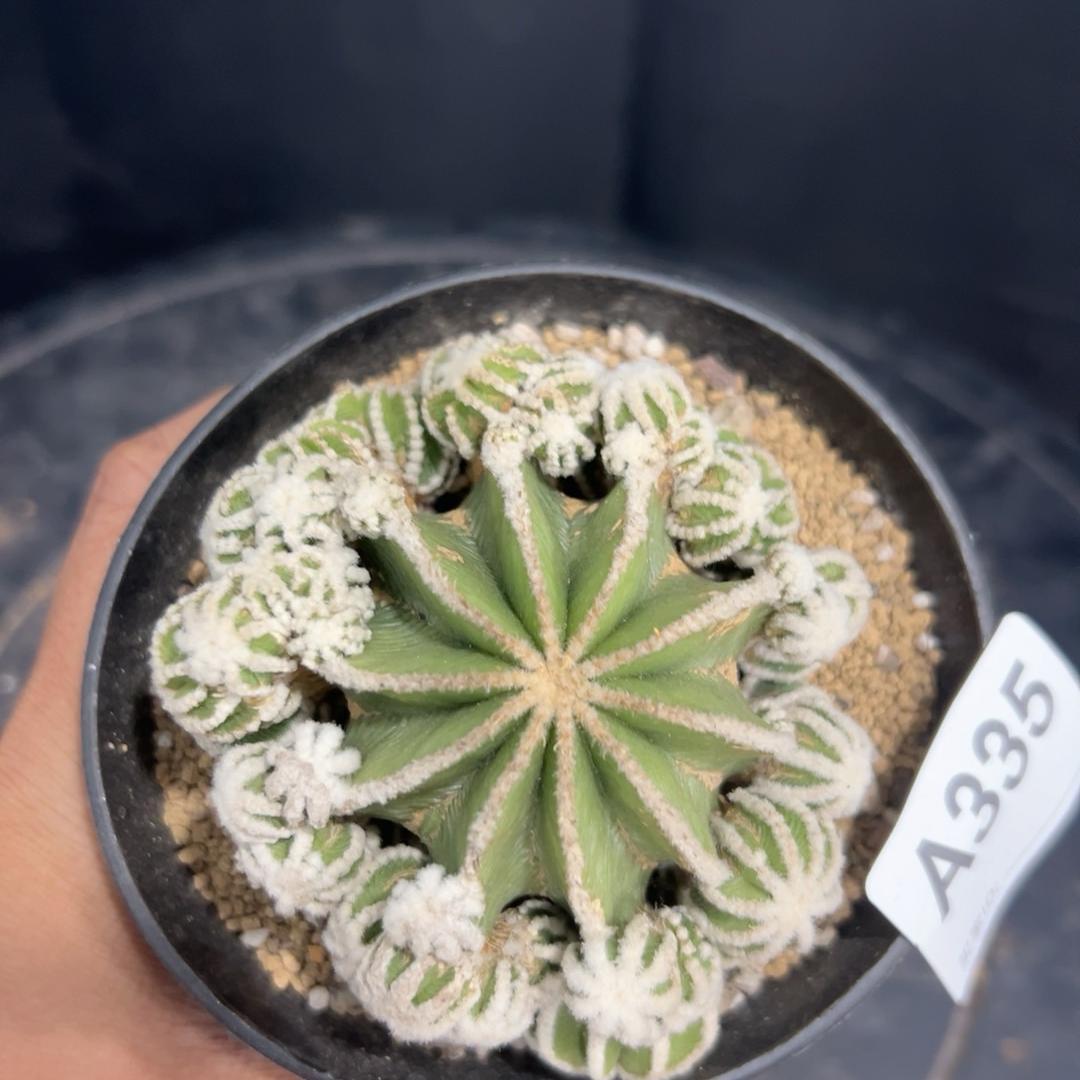 4-10cm Aztekium hintonii