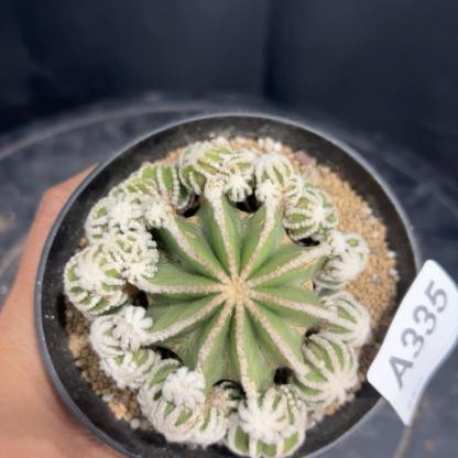 4-10cm Aztekium hintonii