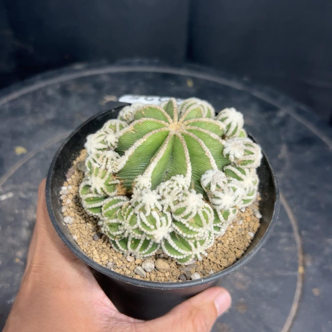 4-10cm Aztekium hintonii