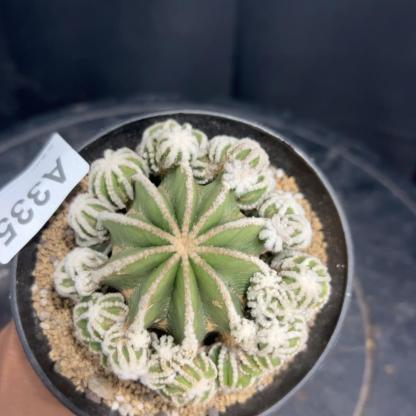 4-10cm Aztekium hintonii