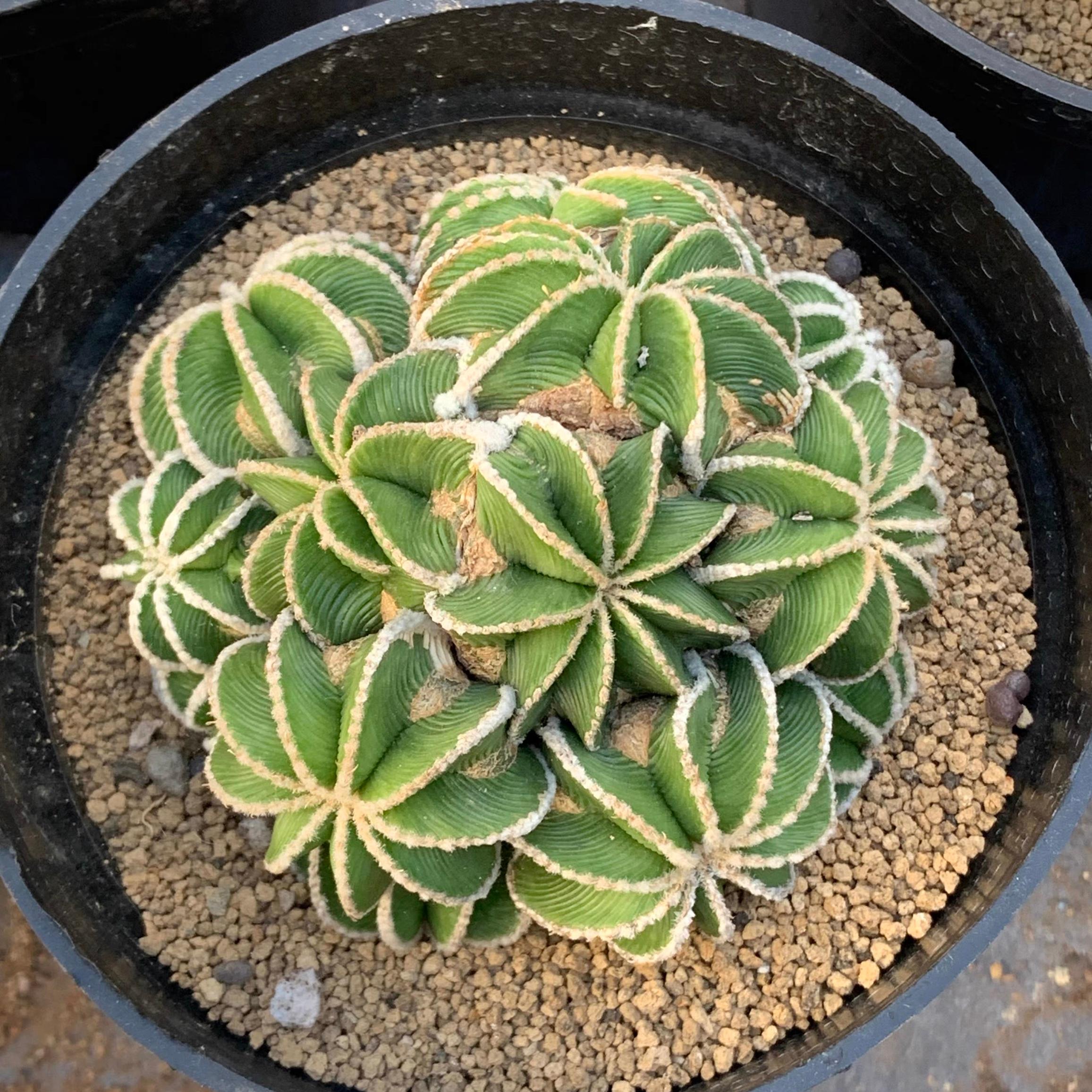 4-10cm Aztekium hintonii