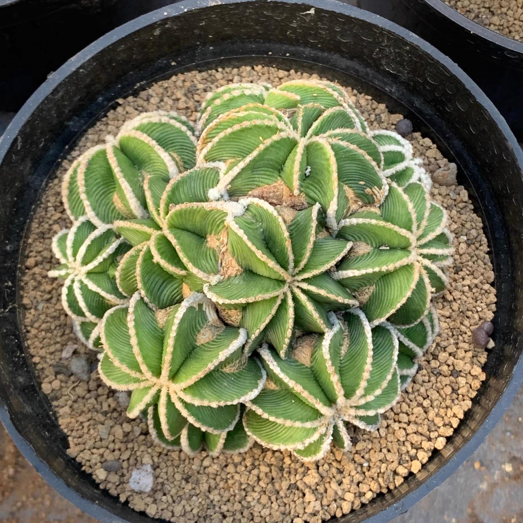 4-10cm Aztekium hintonii