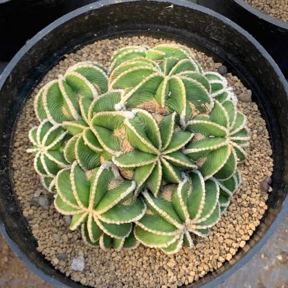 4-10cm Aztekium hintonii