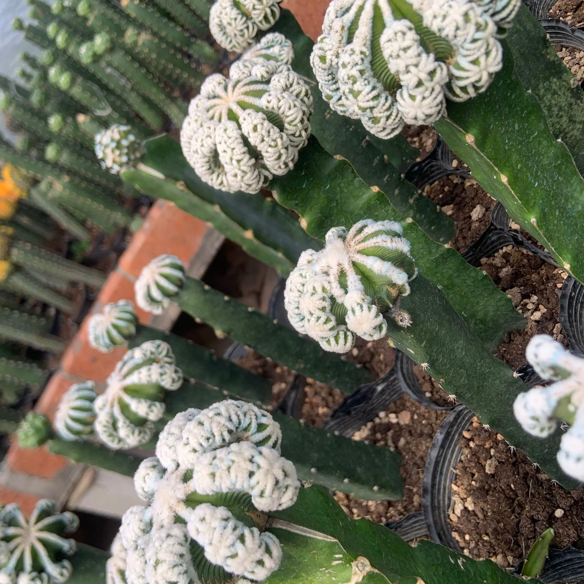 4-9cm Aztekium hintonii（rootless）