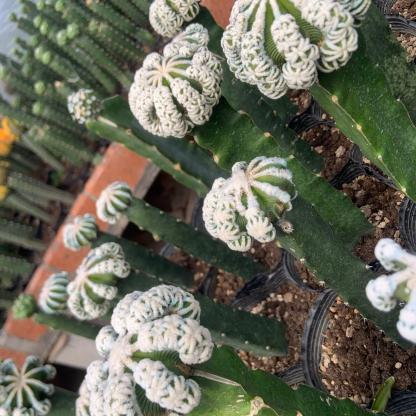 4-9cm Aztekium hintonii（rootless）