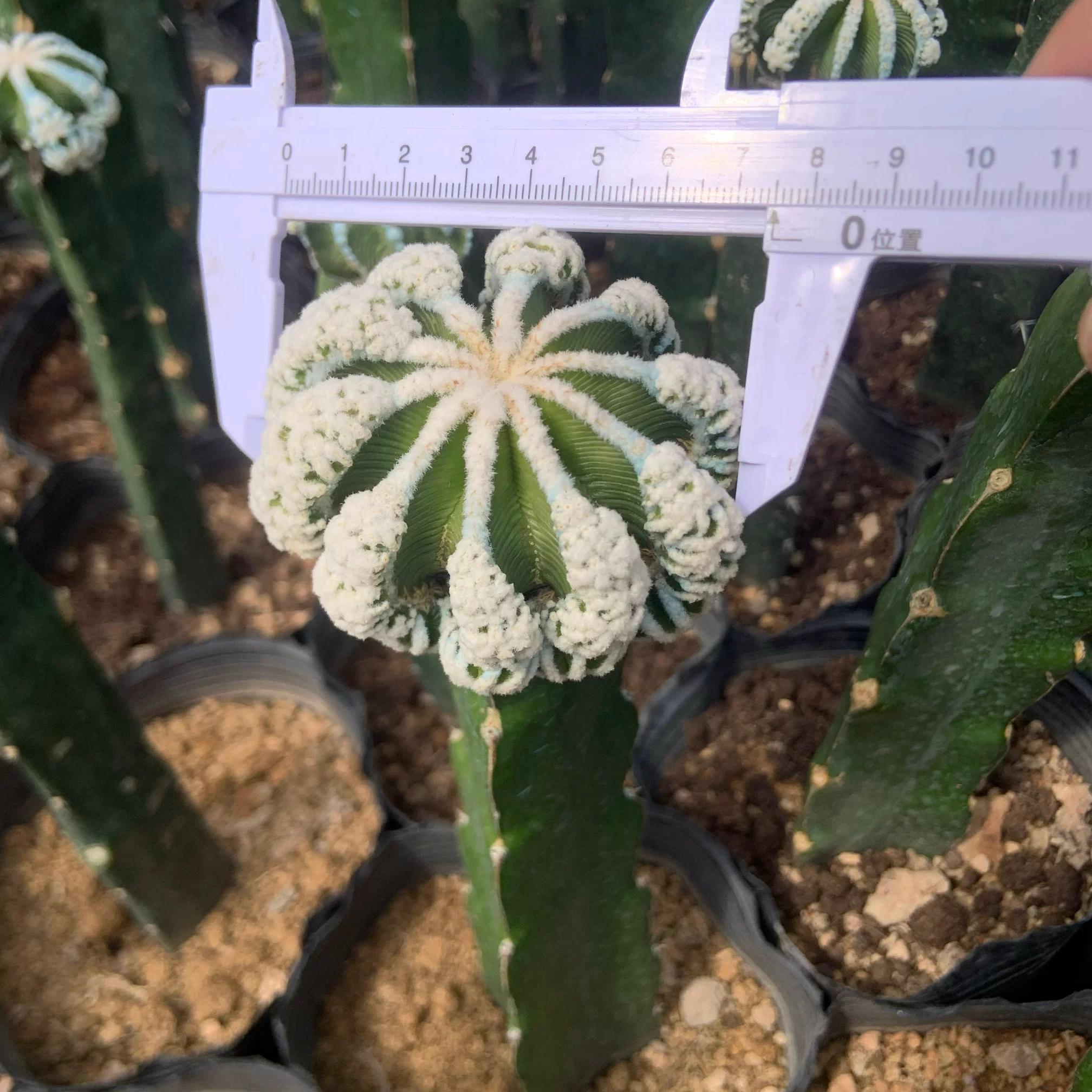 4-9cm Aztekium hintonii（rootless）