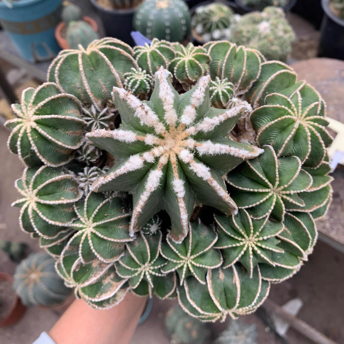 4-10cm Aztekium hintonii