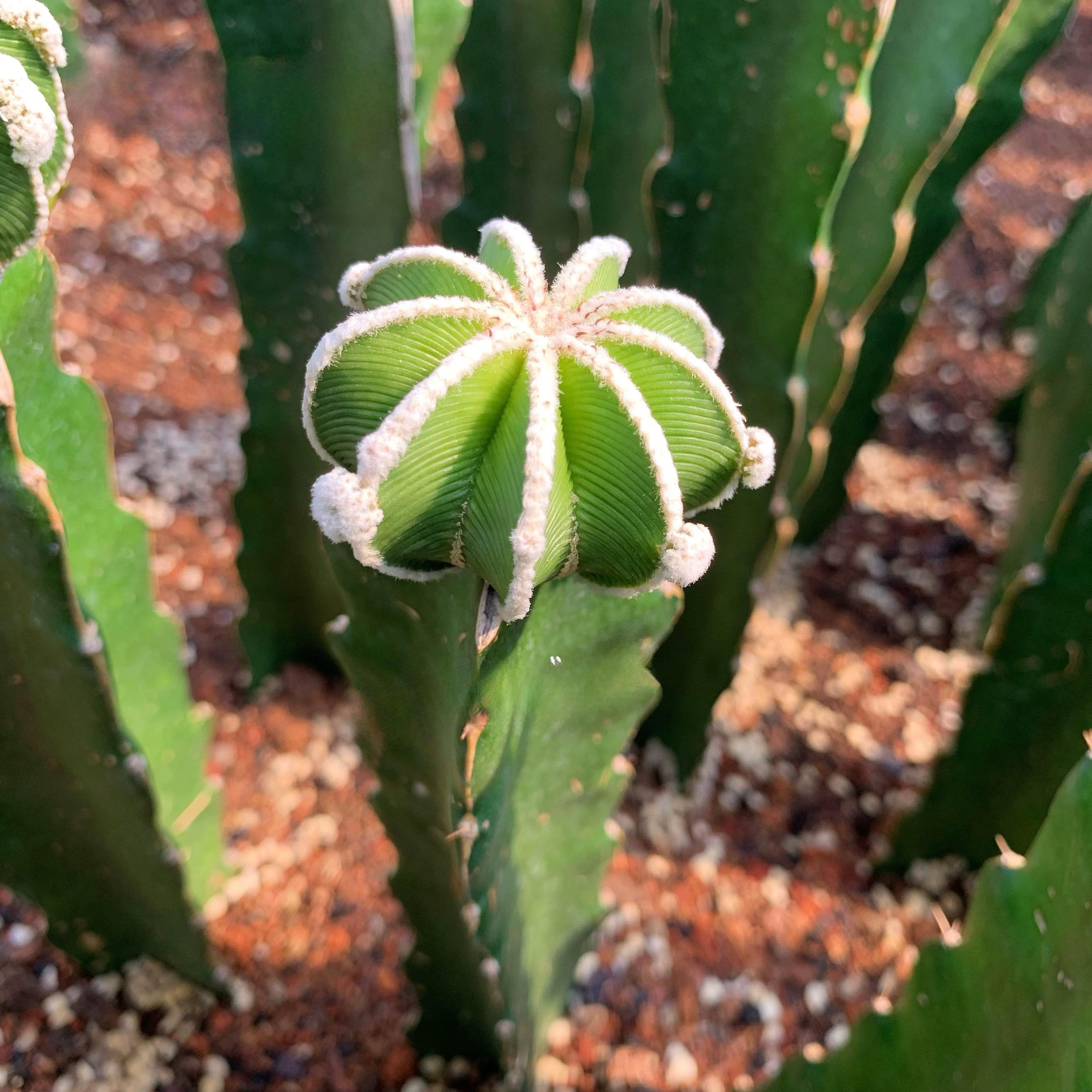 4-9cm Aztekium hintonii（rootless）