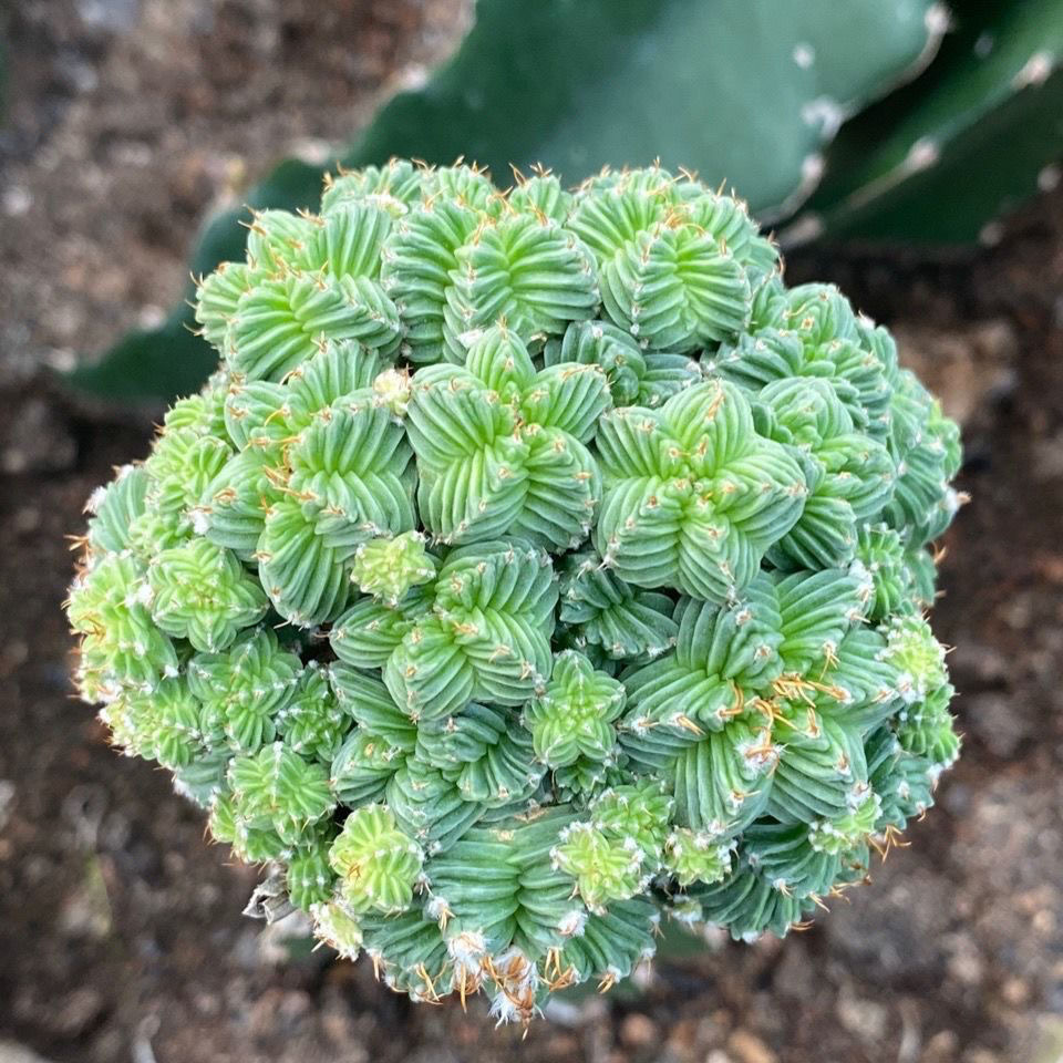 5-10cm Aztekium valdezii