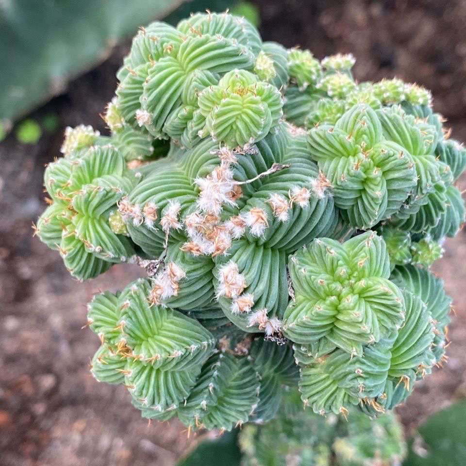 5-10cm Aztekium valdezii