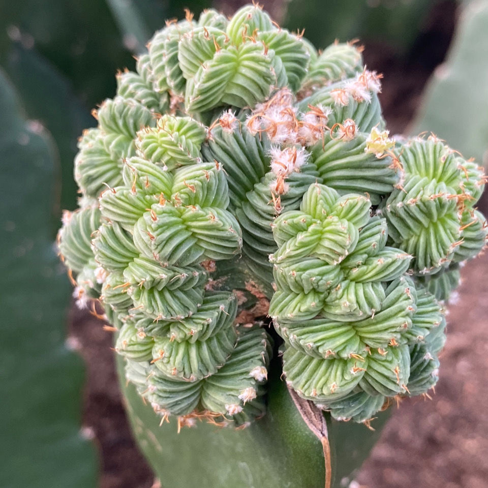 5-10cm Aztekium valdezii