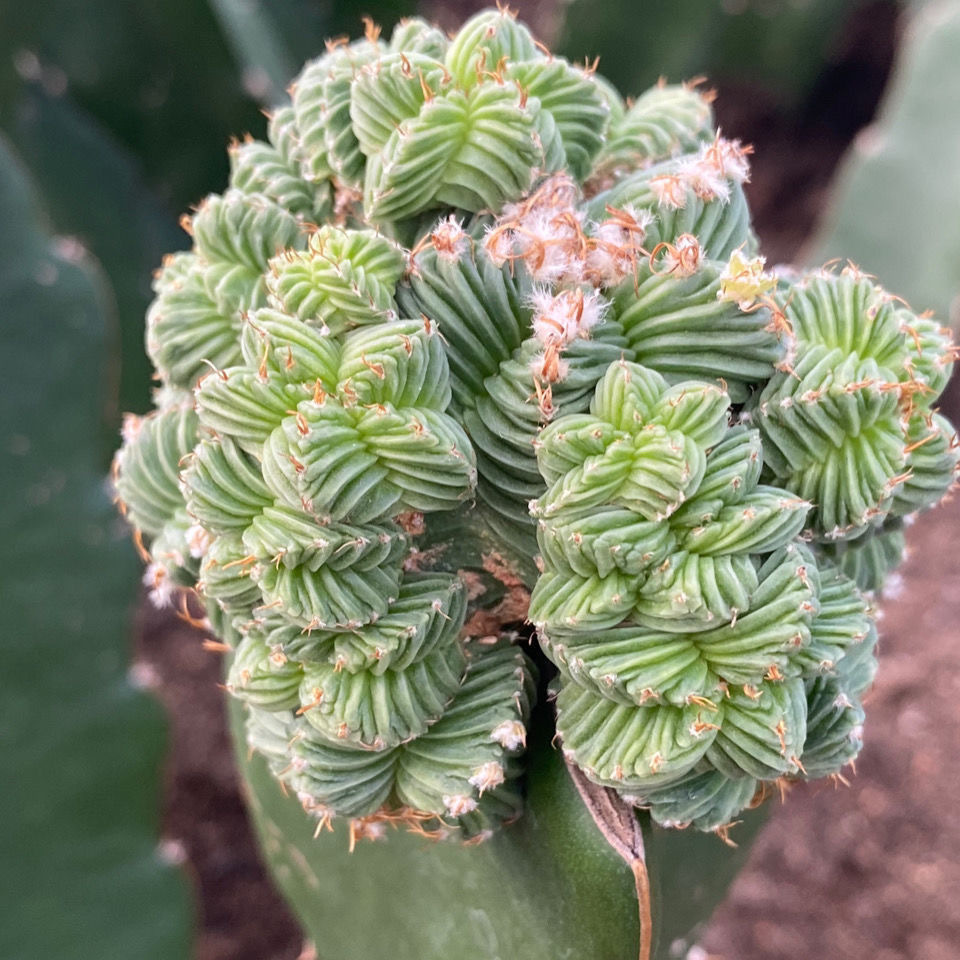 5-10cm Aztekium valdezii