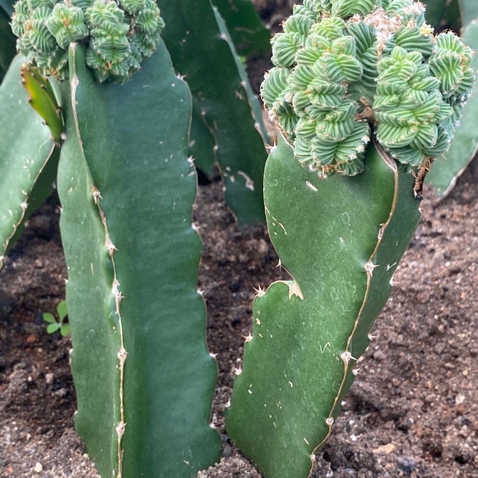 5-10cm Aztekium valdezii