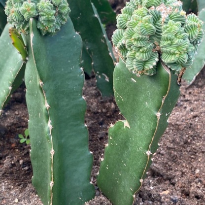 5-10cm Aztekium valdezii