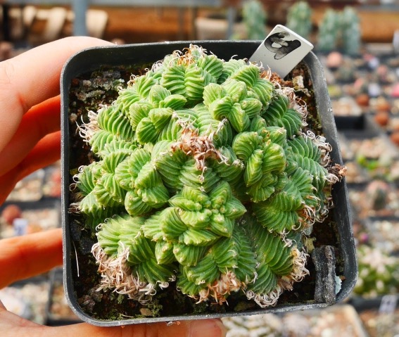 5-10cm Aztekium valdezii