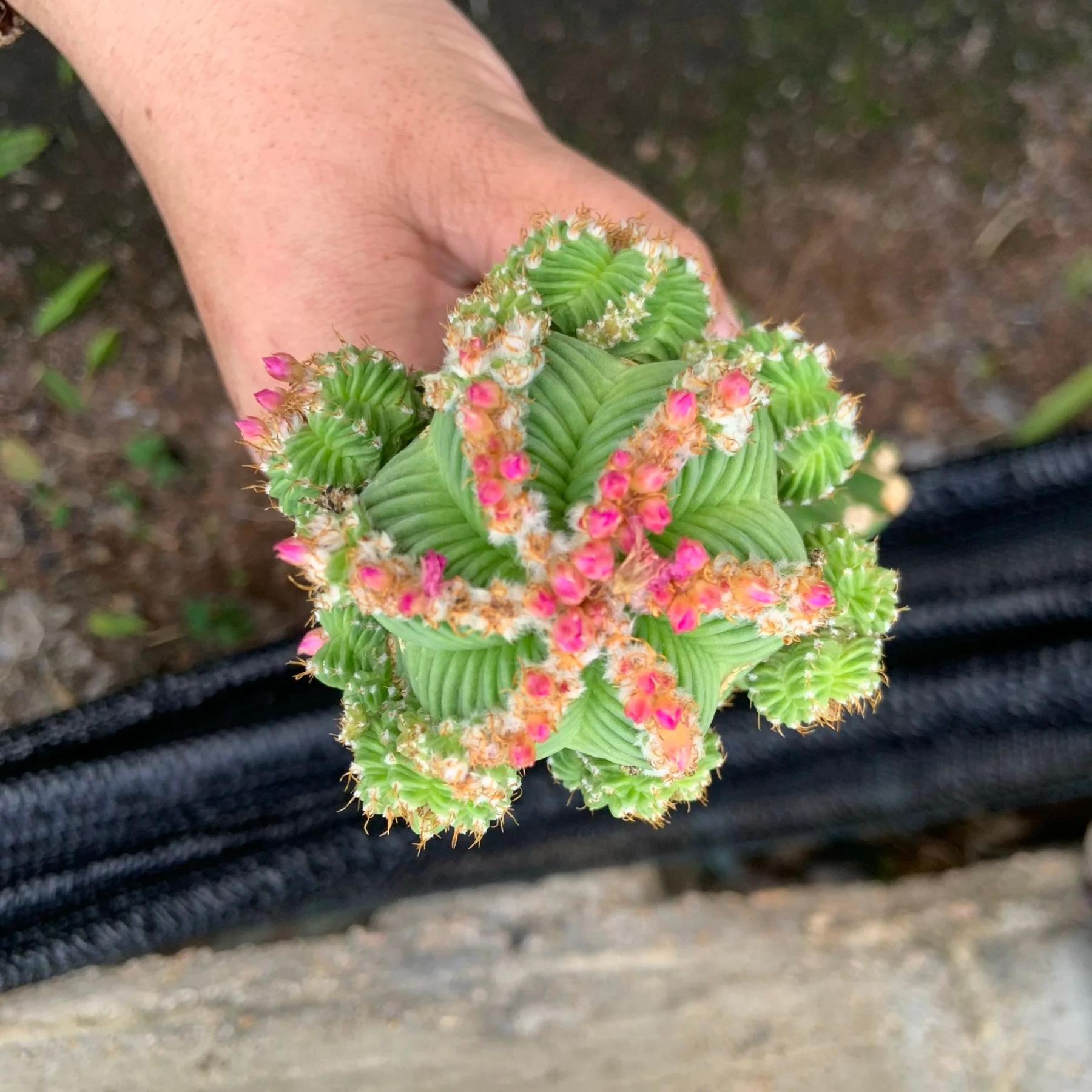 5-10cm Aztekium valdezii