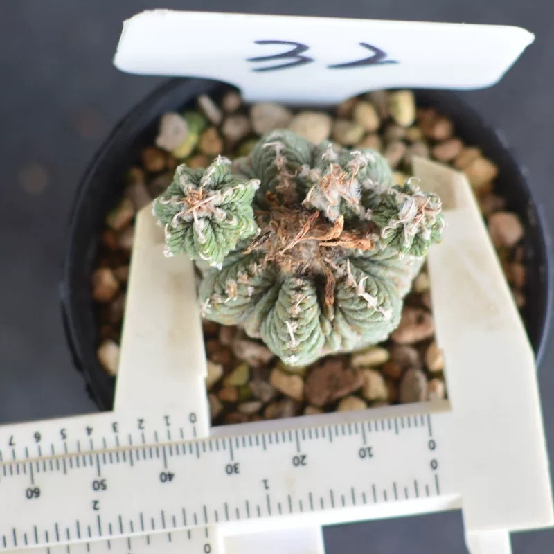 Aztekium ritteri