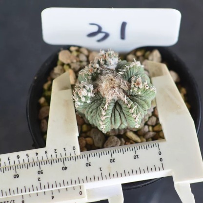 Aztekium ritteri