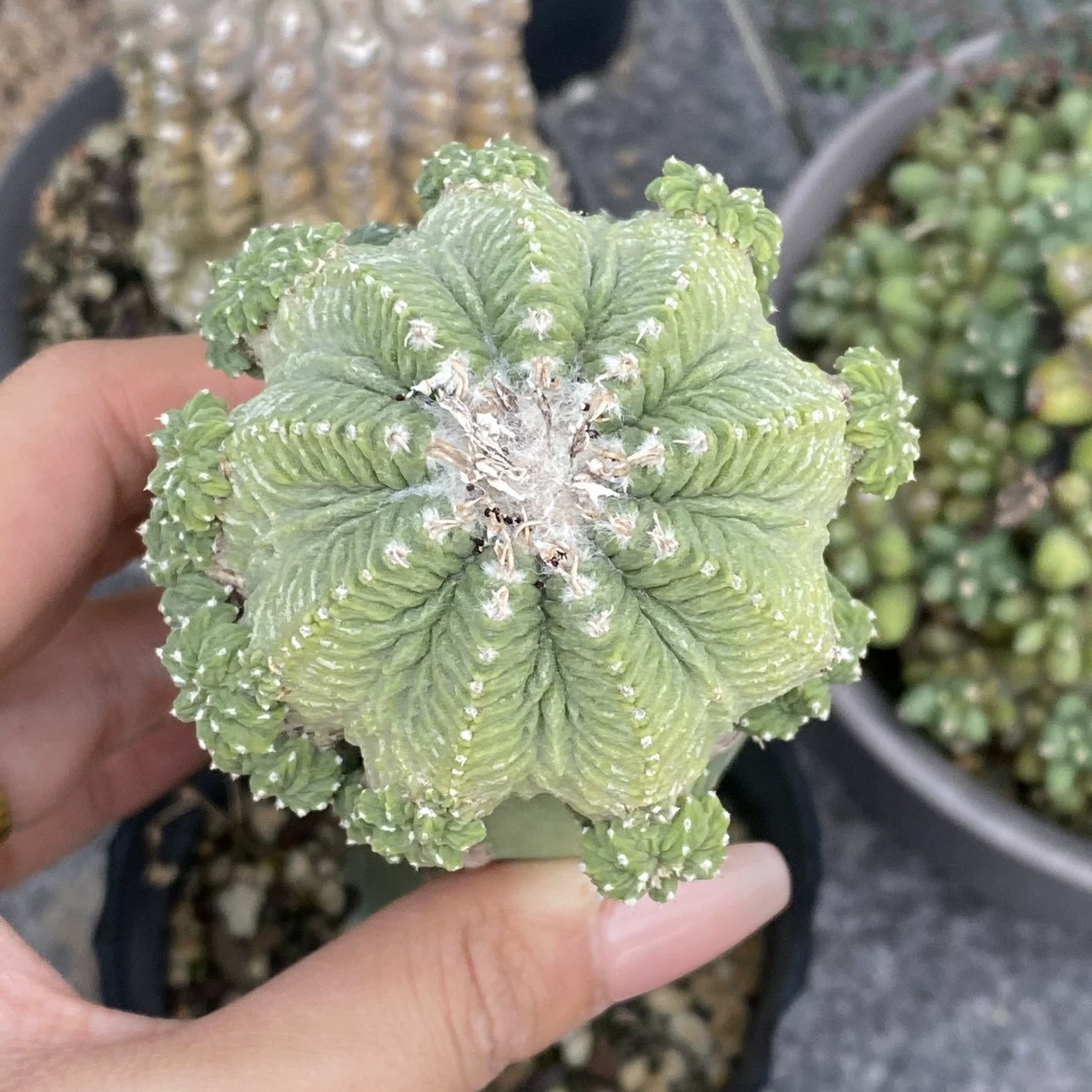 Aztekium ritteri