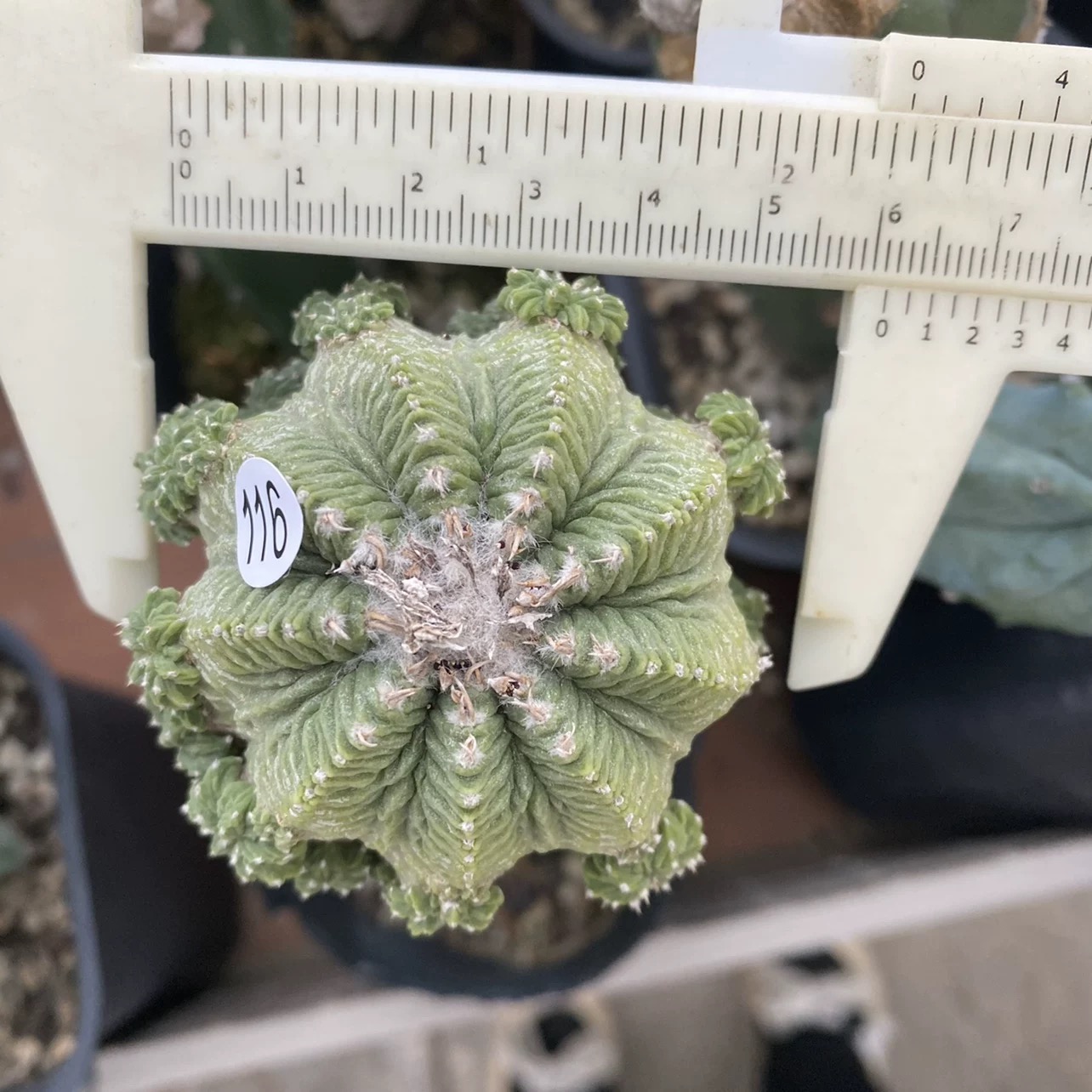 Aztekium ritteri