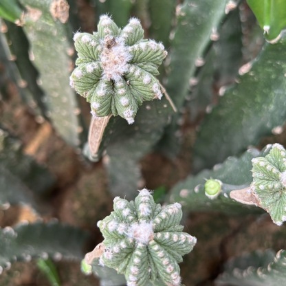 Aztekium ritteri