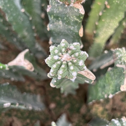 Aztekium ritteri