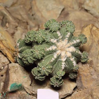 Aztekium ritteri