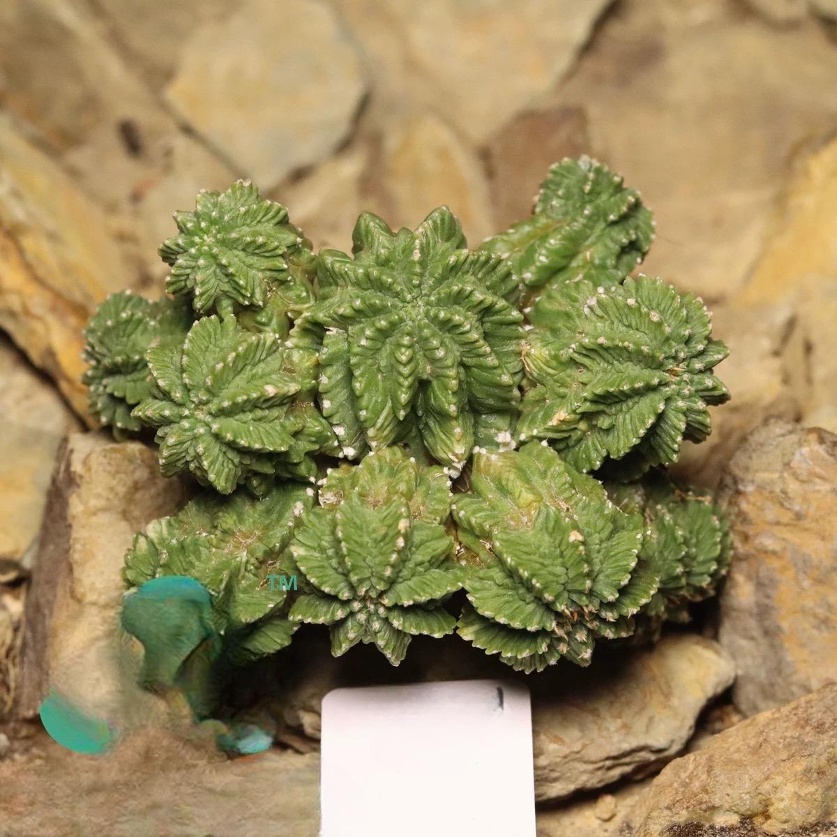 Aztekium ritteri