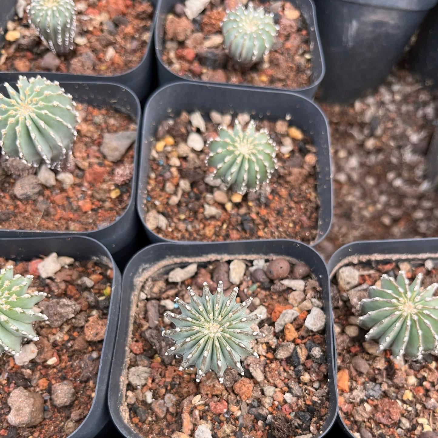 2-5cm Geohintonia mexicana