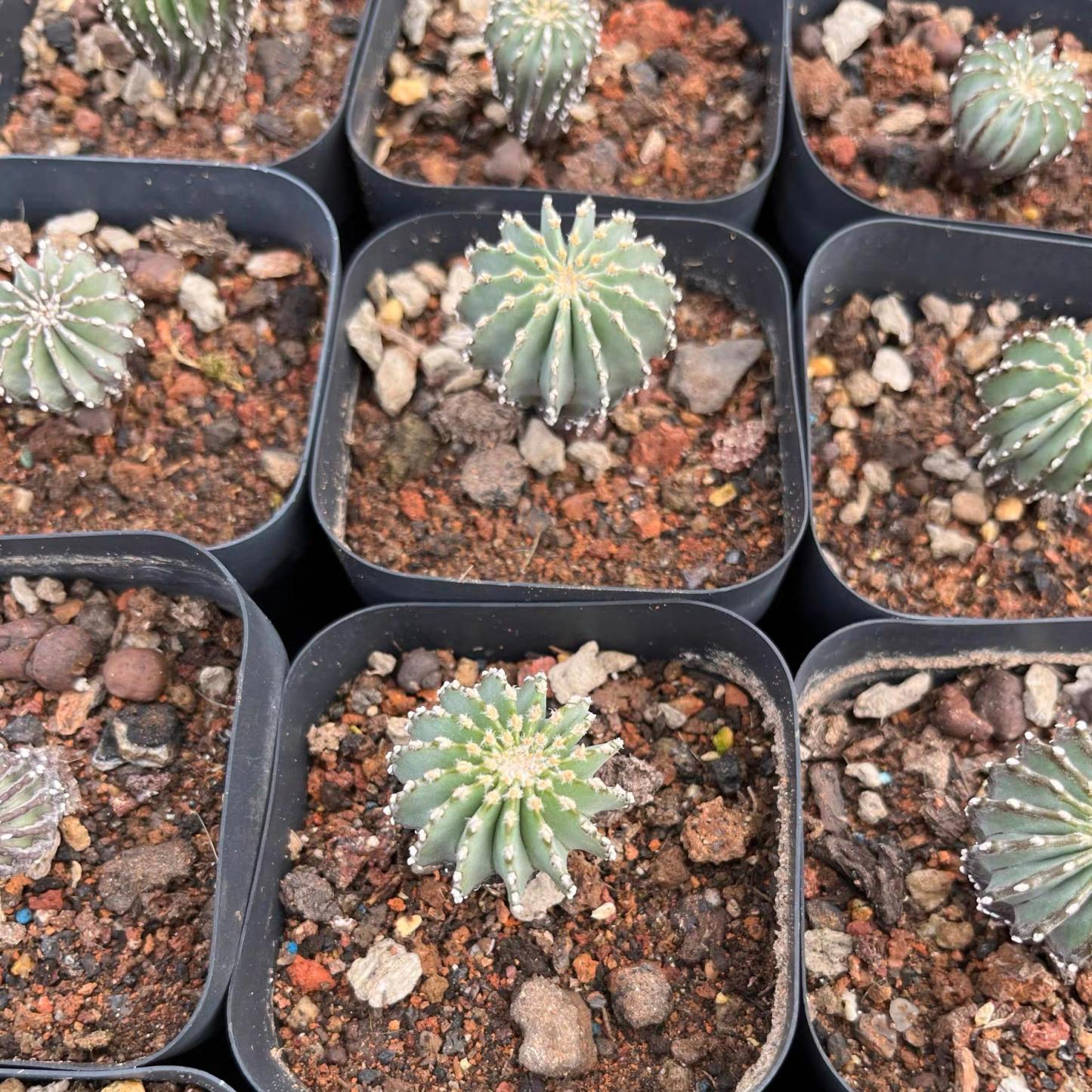 2-5cm Geohintonia mexicana