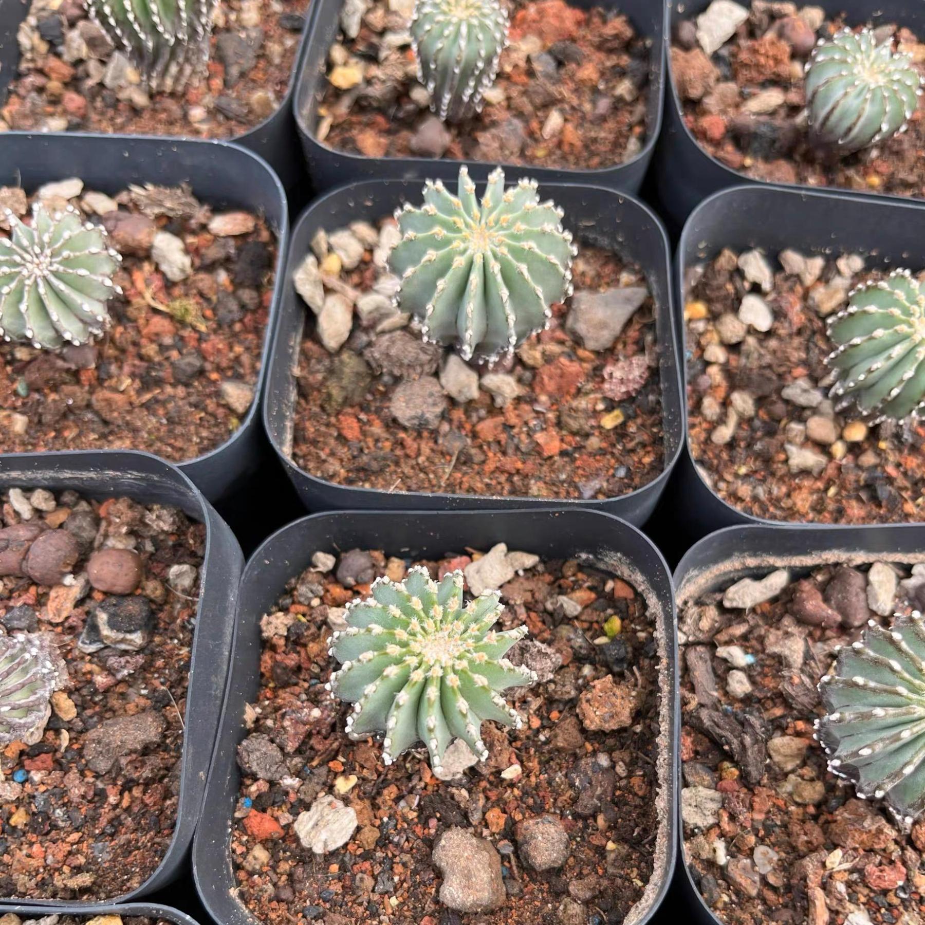 2-5cm Geohintonia mexicana