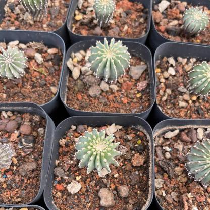 2-5cm Geohintonia mexicana