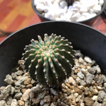 2-5cm Geohintonia mexicana