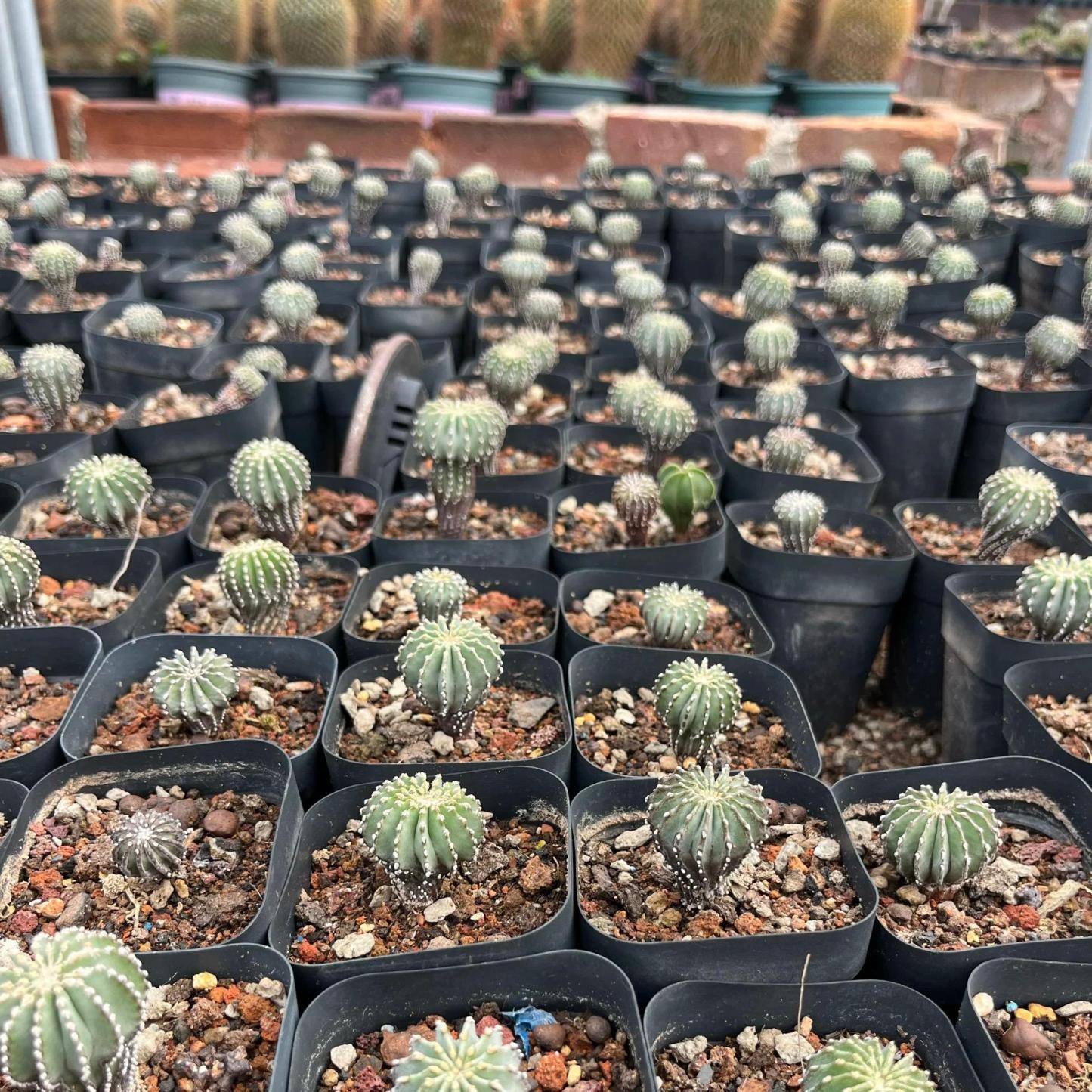 2-5cm Geohintonia mexicana