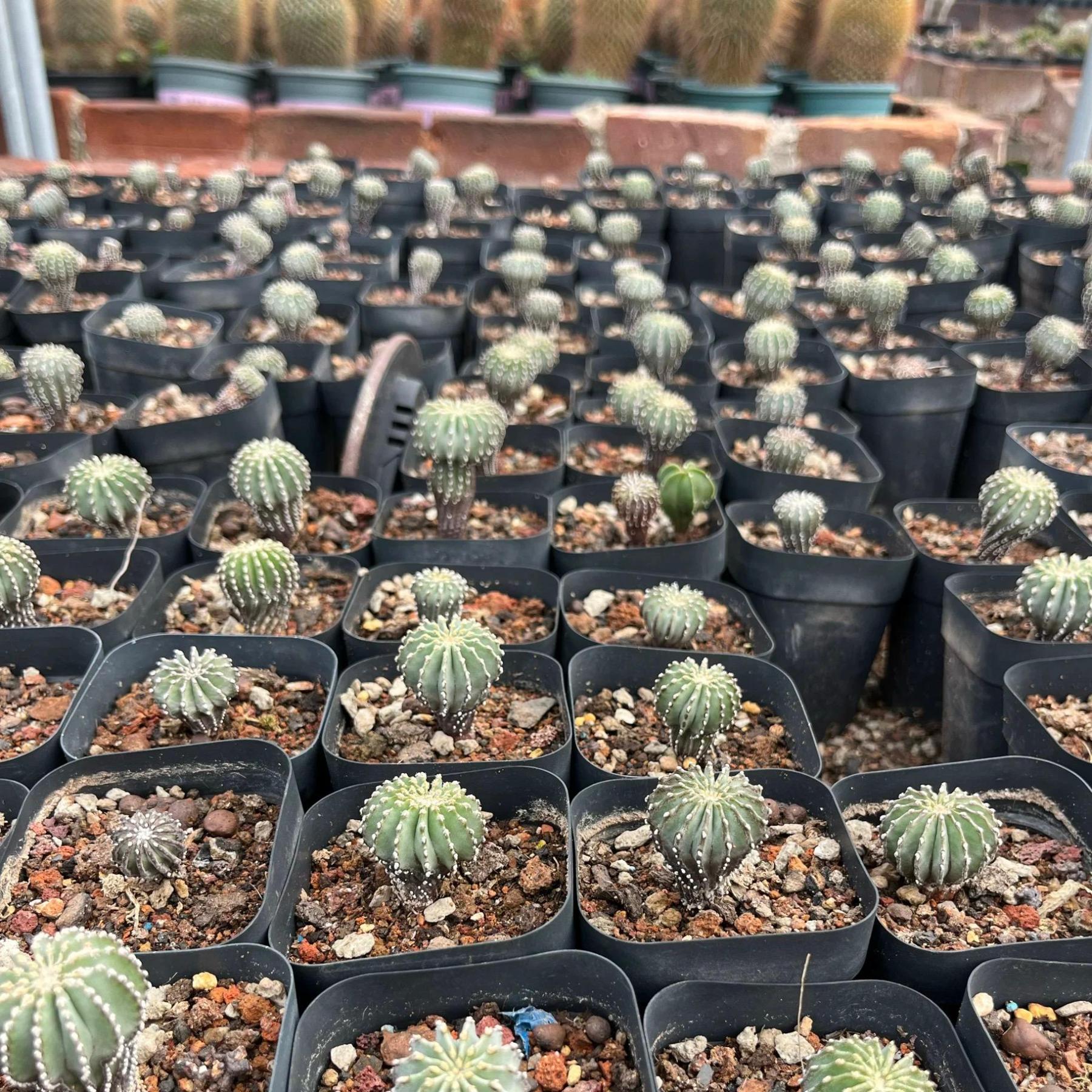 2-5cm Geohintonia mexicana