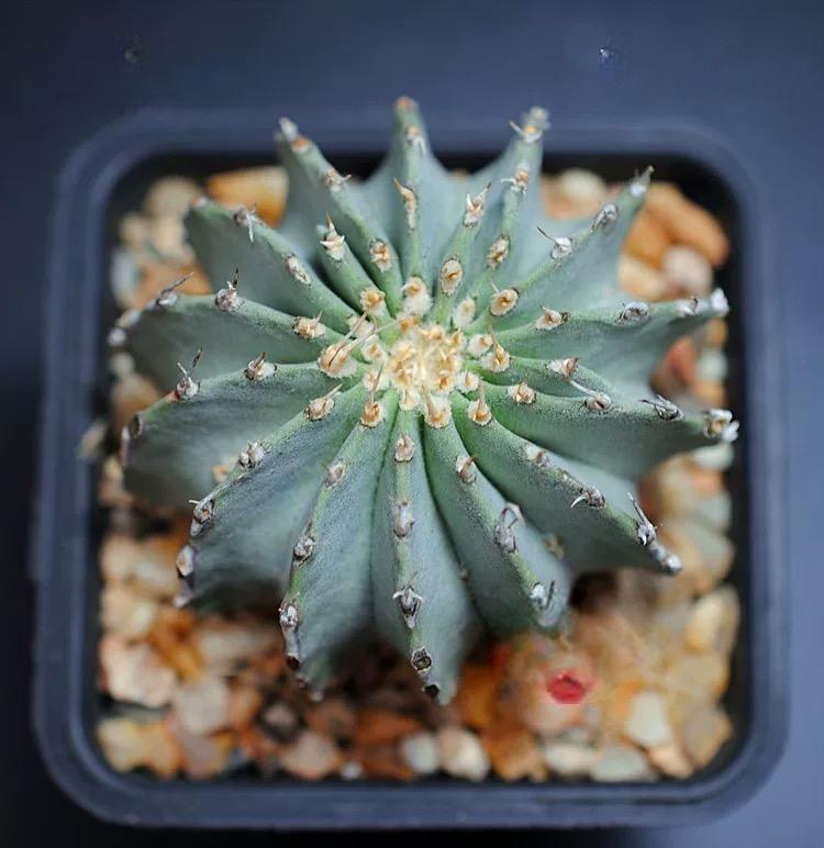 2-5cm Geohintonia mexicana