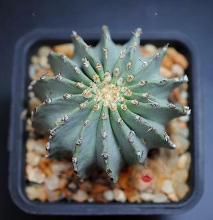2-5cm Geohintonia mexicana