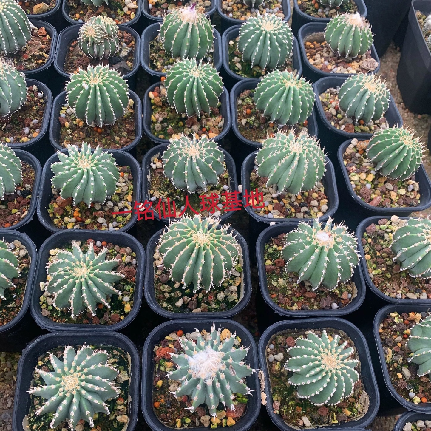 2-5cm Geohintonia mexicana