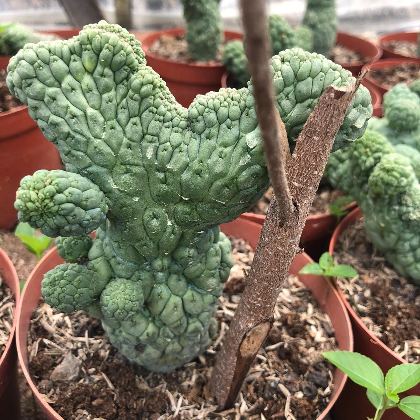 5-7cm Larryleachia cactiformis （variegated）