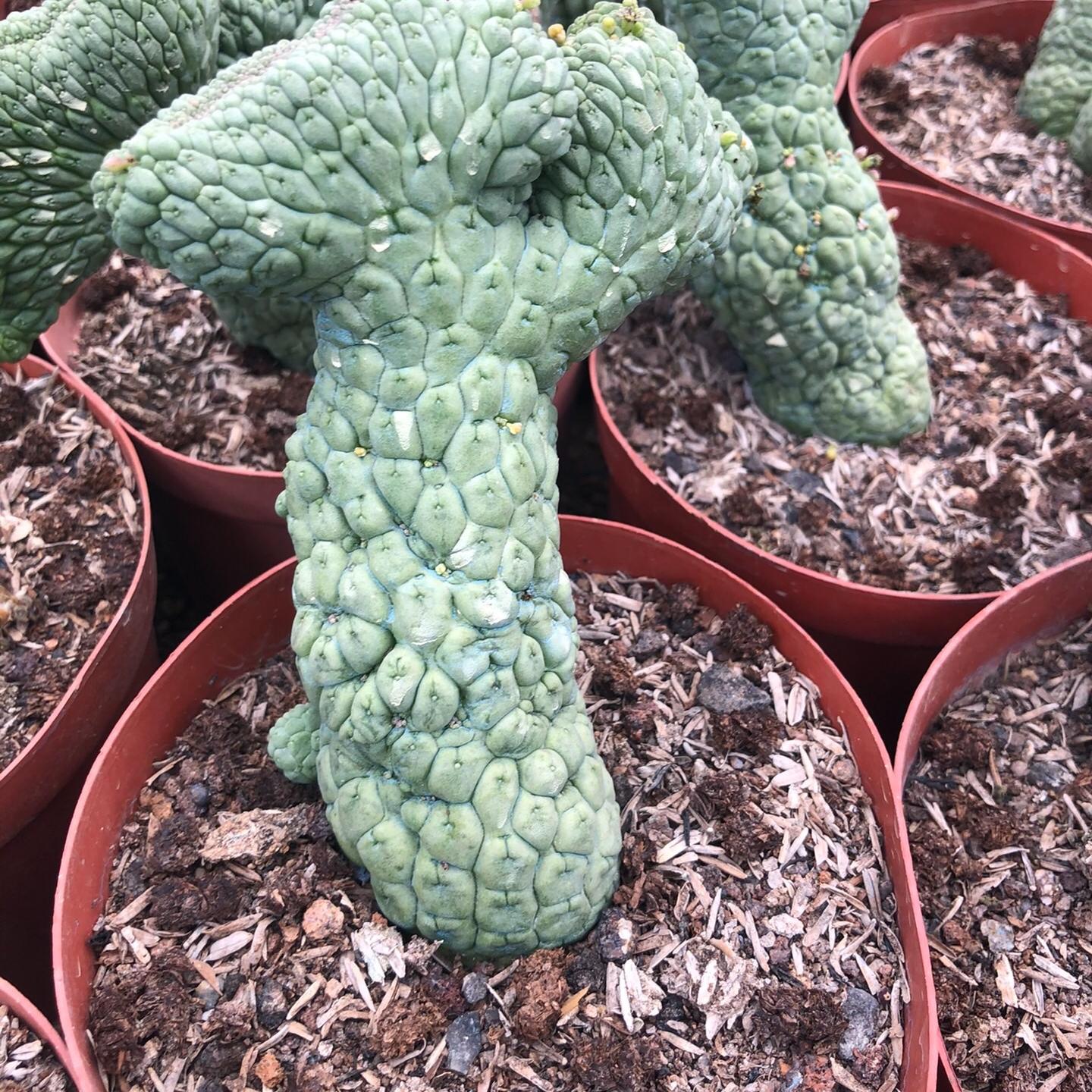 5-7cm Larryleachia cactiformis （variegated）