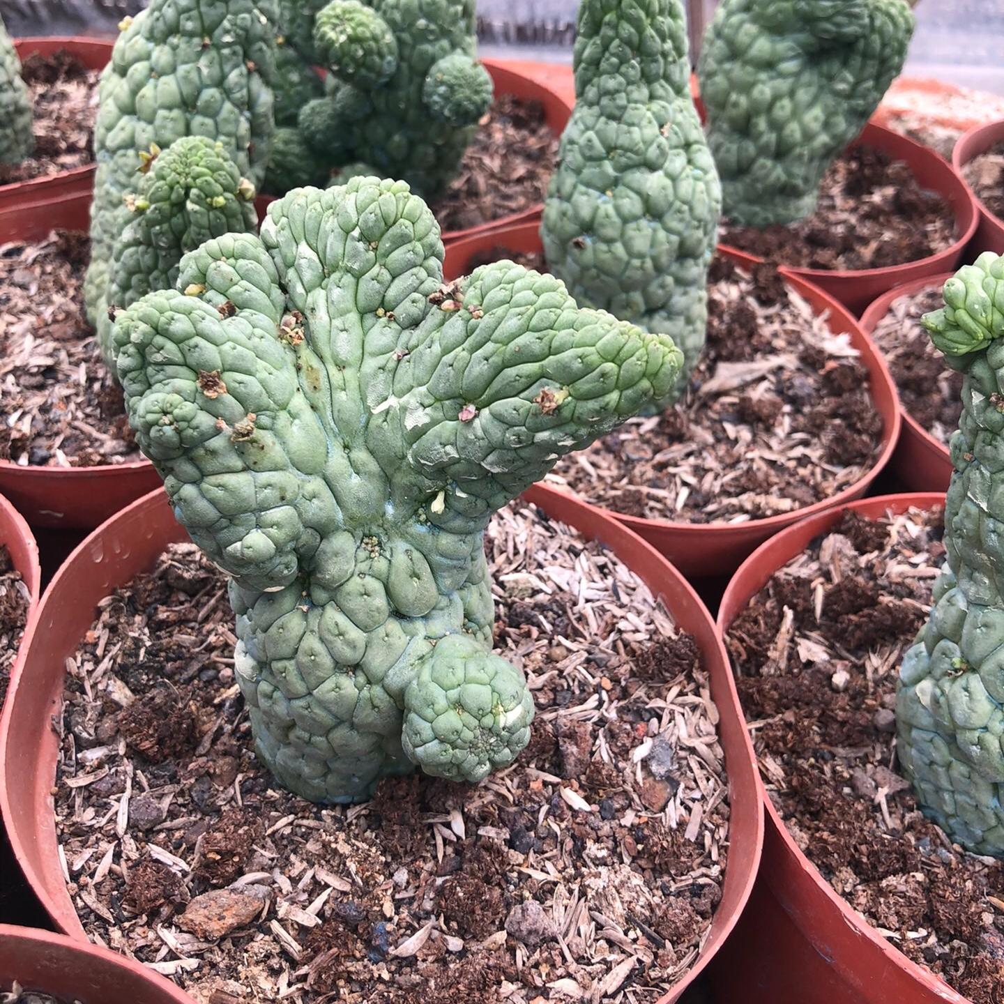 5-7cm Larryleachia cactiformis （variegated）