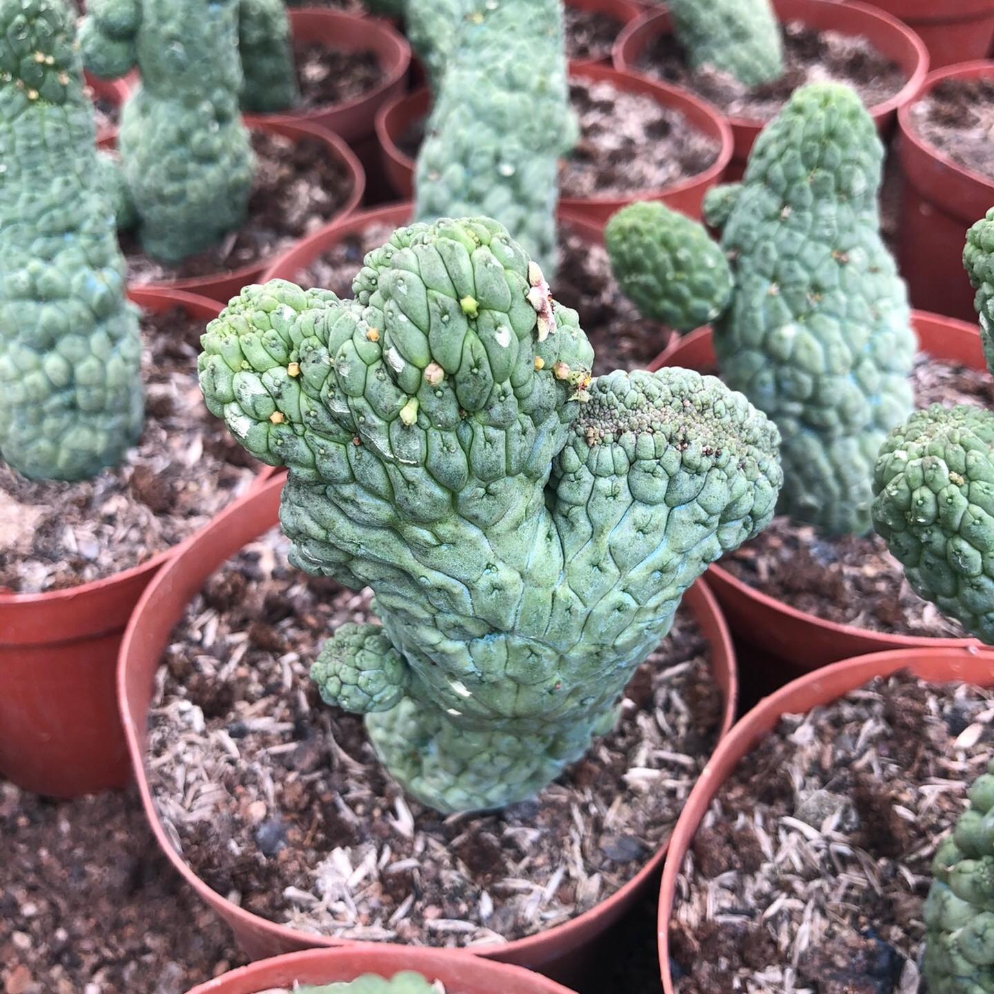 5-7cm Larryleachia cactiformis （variegated）