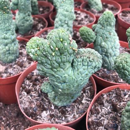 5-7cm Larryleachia cactiformis （variegated）