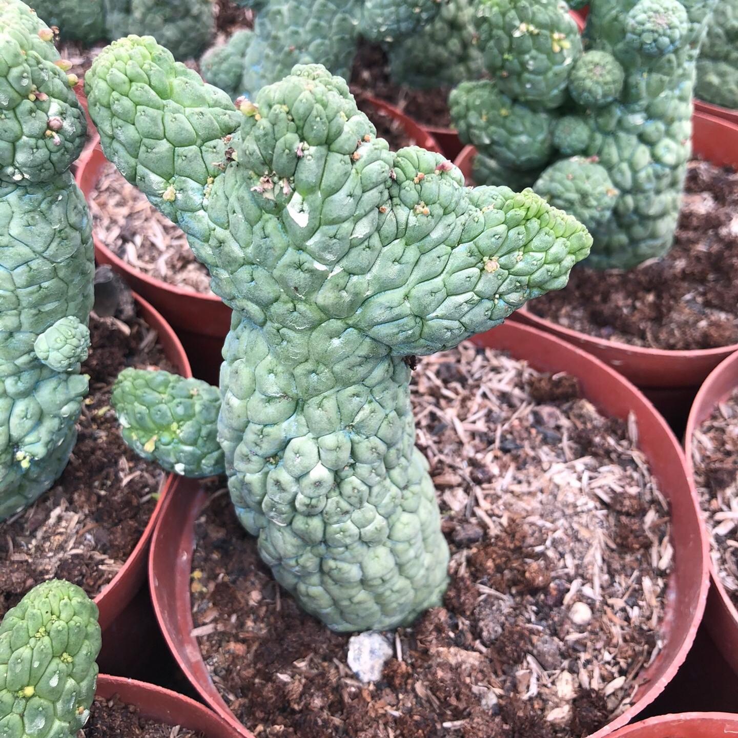 5-7cm Larryleachia cactiformis （variegated）