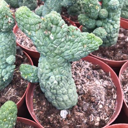 5-7cm Larryleachia cactiformis （variegated）