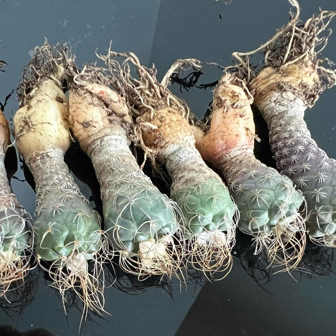 2-7cm Turbinicarpus pseudomacrochele