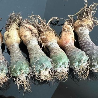 2-7cm Turbinicarpus pseudomacrochele