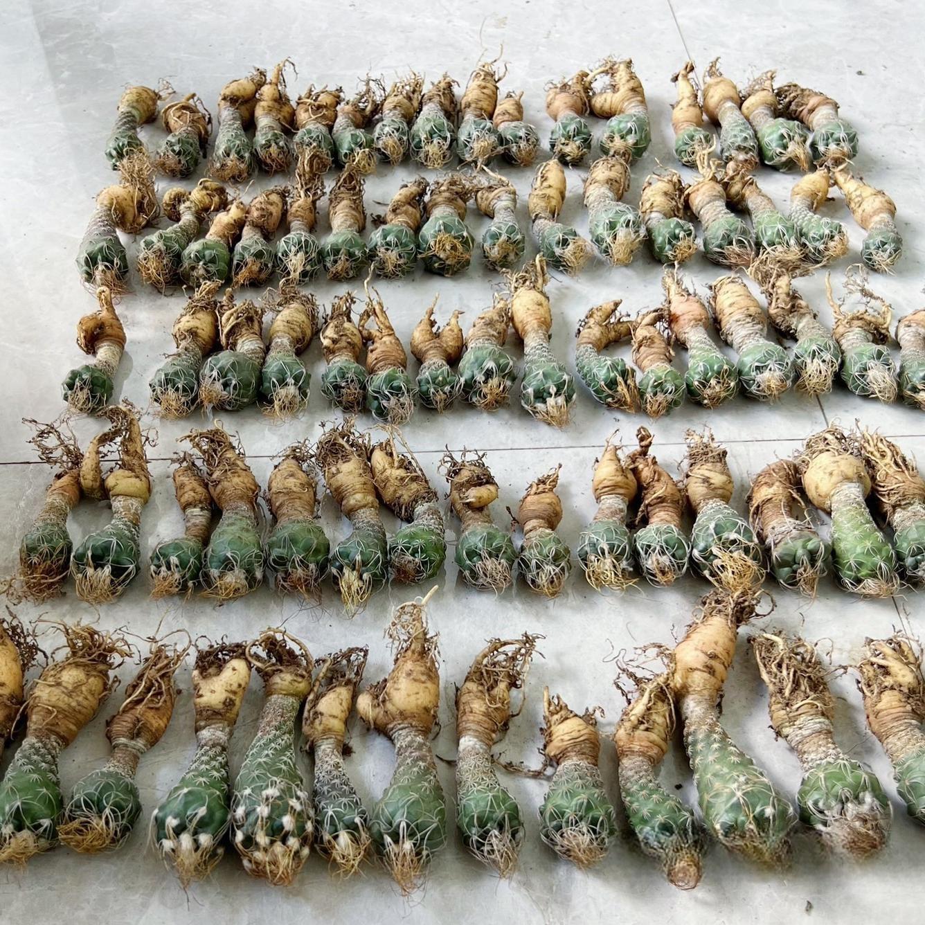 2-7cm Turbinicarpus pseudomacrochele